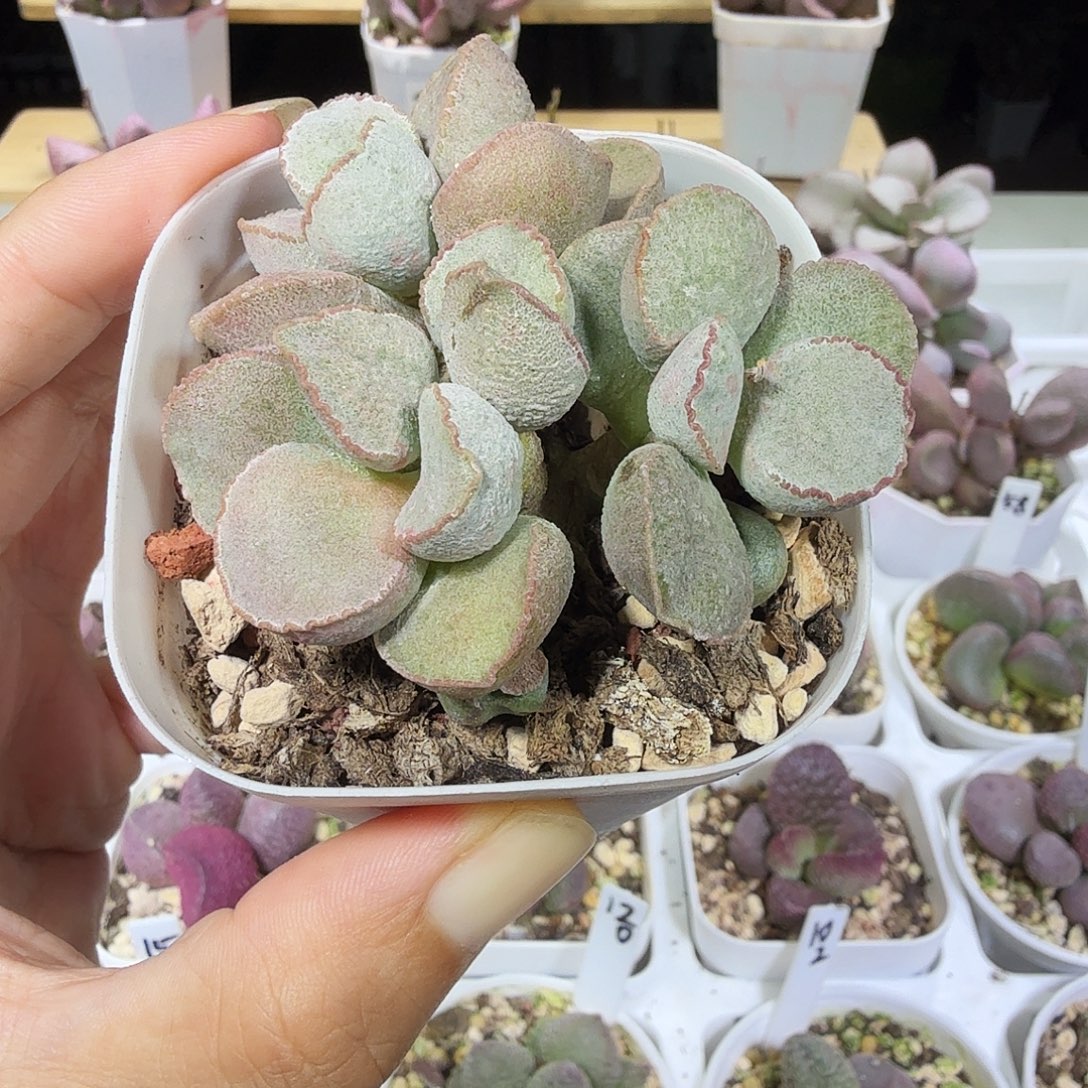粉雪蛋水泡多肉植物