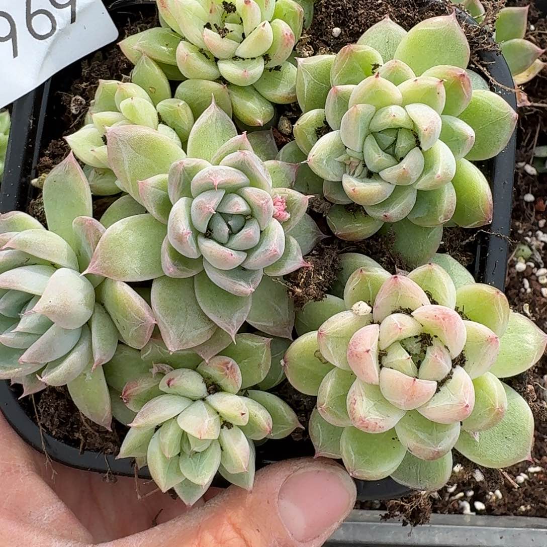 杂交新品珍妮多肉969