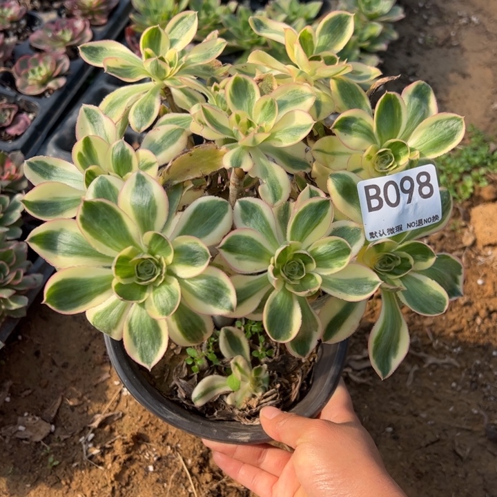 艳资锦多肉植物098.