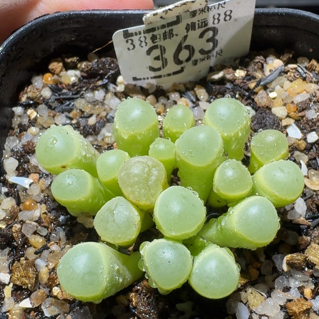 Ssss精品生石花363