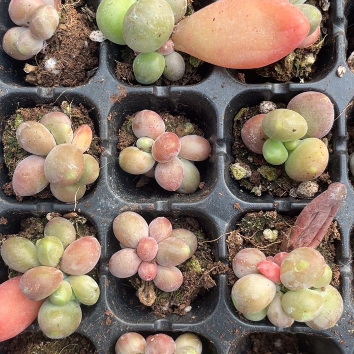 芒果奶发3颗满18包邮