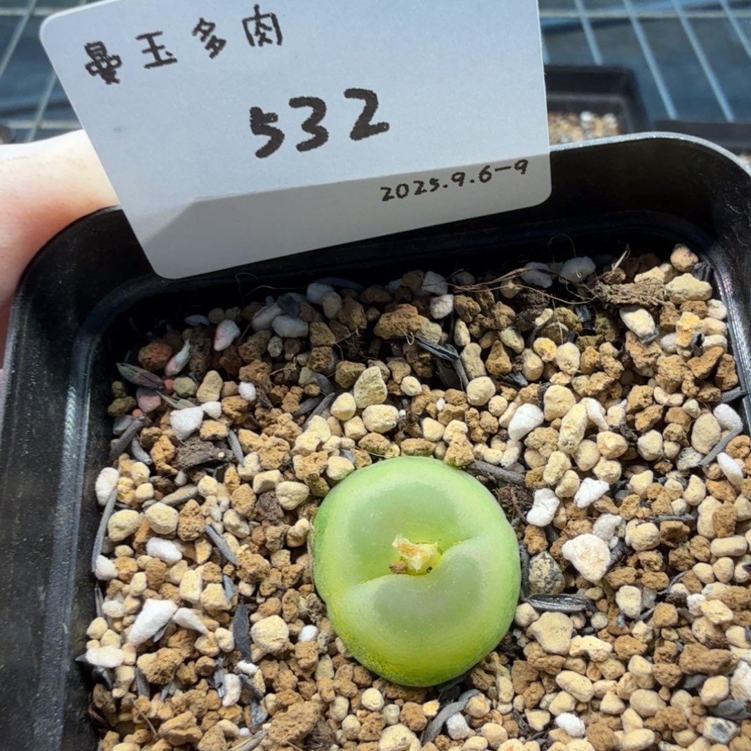 多肉多肉多肉9-532