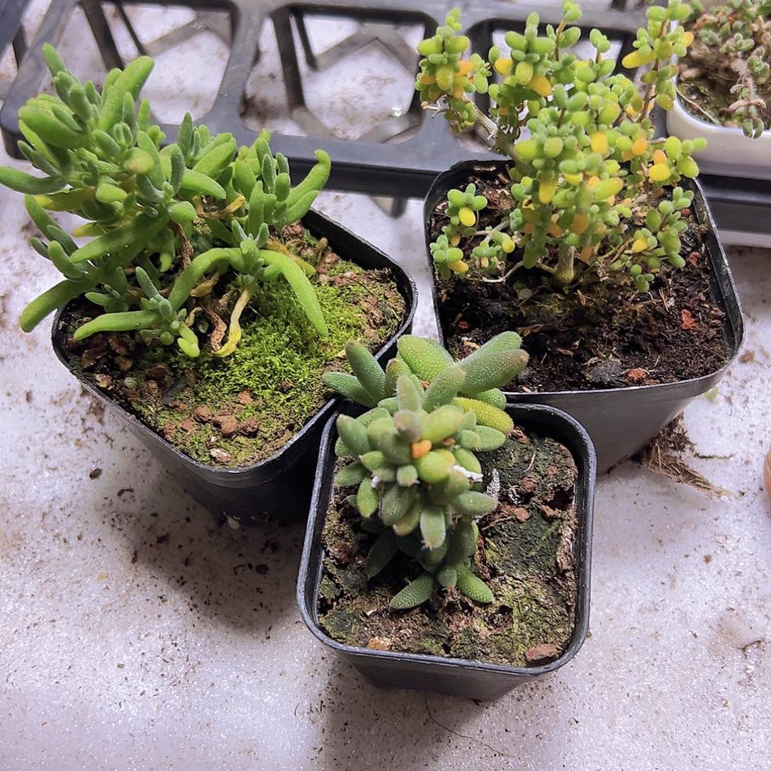 香蕉玉米米粒枝干3盆