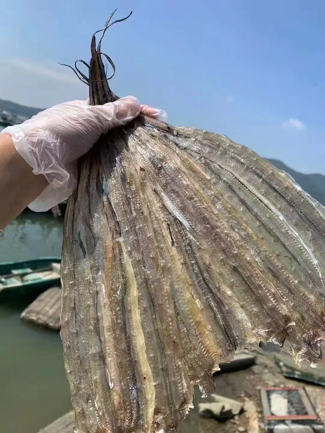 汕尾特产渔民自晒烧烤海鳗鱼片美味水产干货鳗鱼鳗鱼干零食干