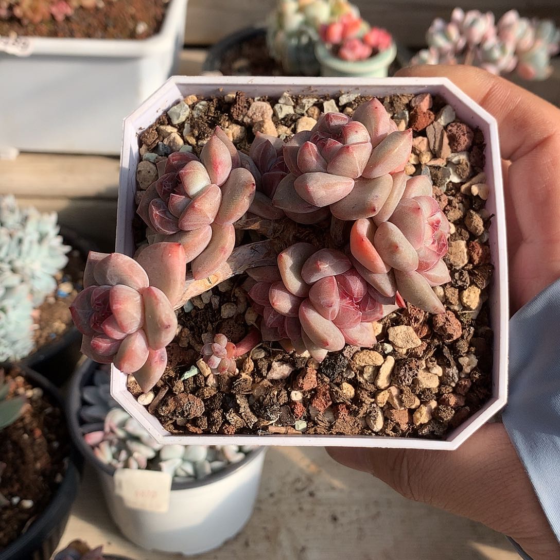 0056石榴籽星影掐心群一棵9厘米