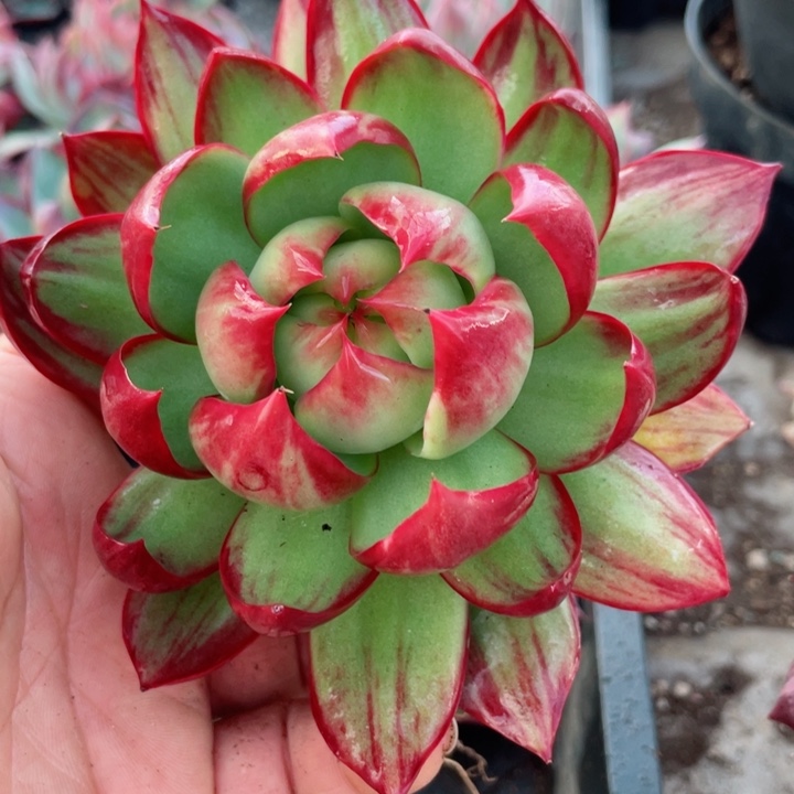 惊鸿仙子多肉植物3801