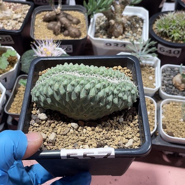557实生大菊水缀化