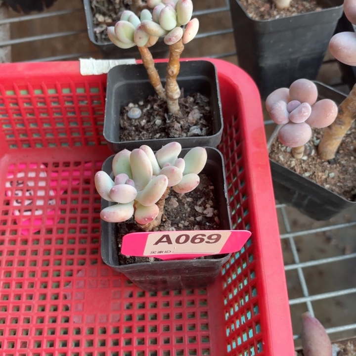 ʚ**x b x z cv c d f 069