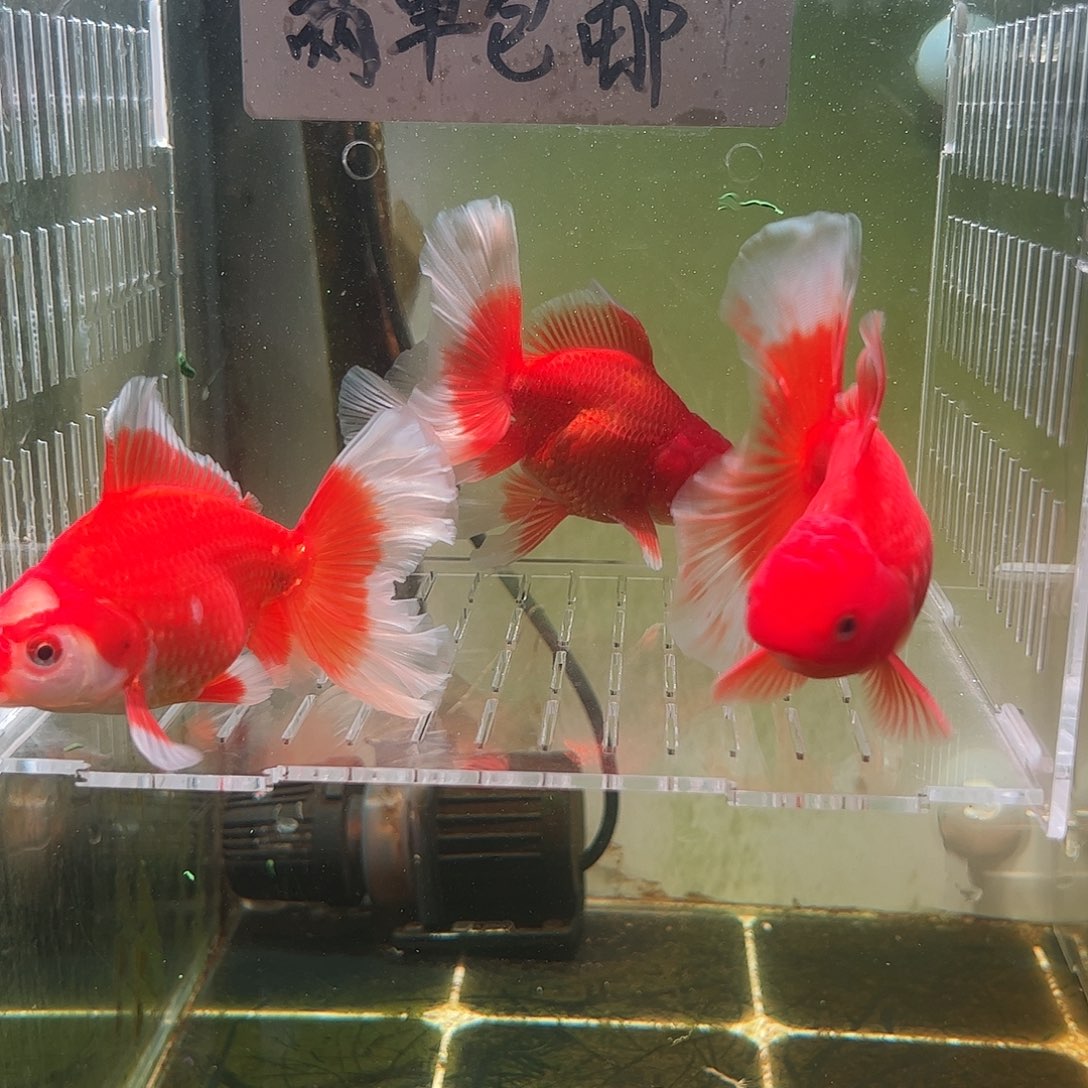 金鱼百褶泰狮压成29
