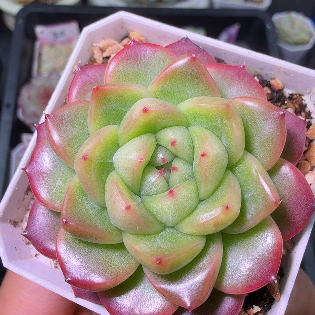 宝珠开播福利二十包邮