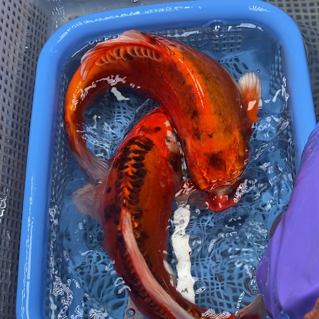 锦鲤冷水锦鲤包邮