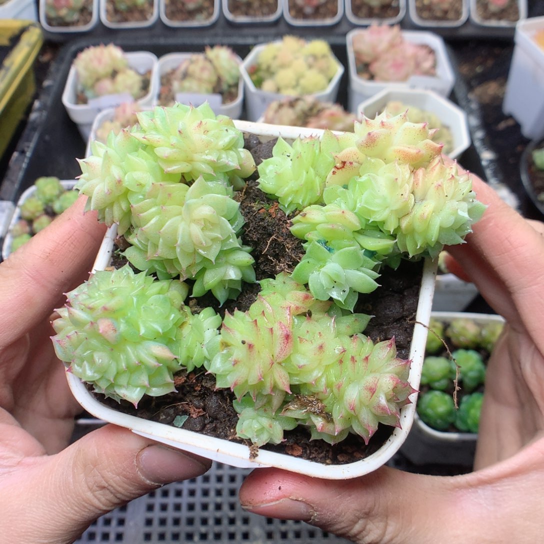 无花朵F50。yyyyyyyyy