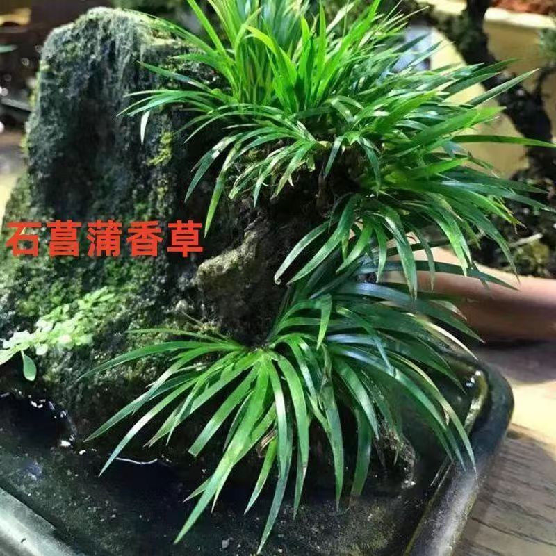 野采新鲜附石菖蒲龙根水菖蒲水培四季青盆景石昌鱼缸造景绿植水草
