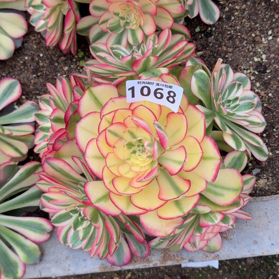 1068荔枝多肉植物