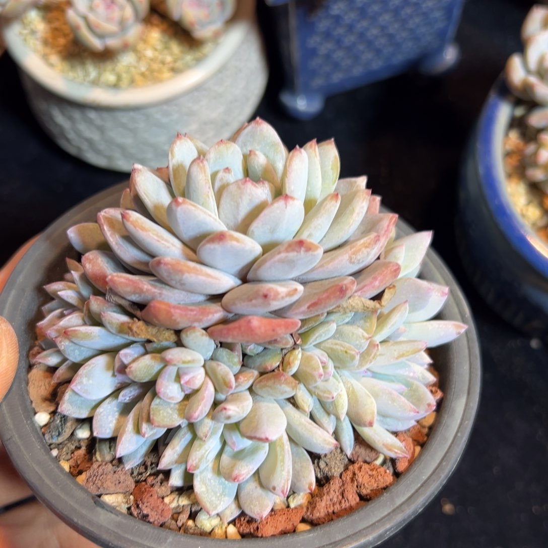 新年快乐 新年快乐