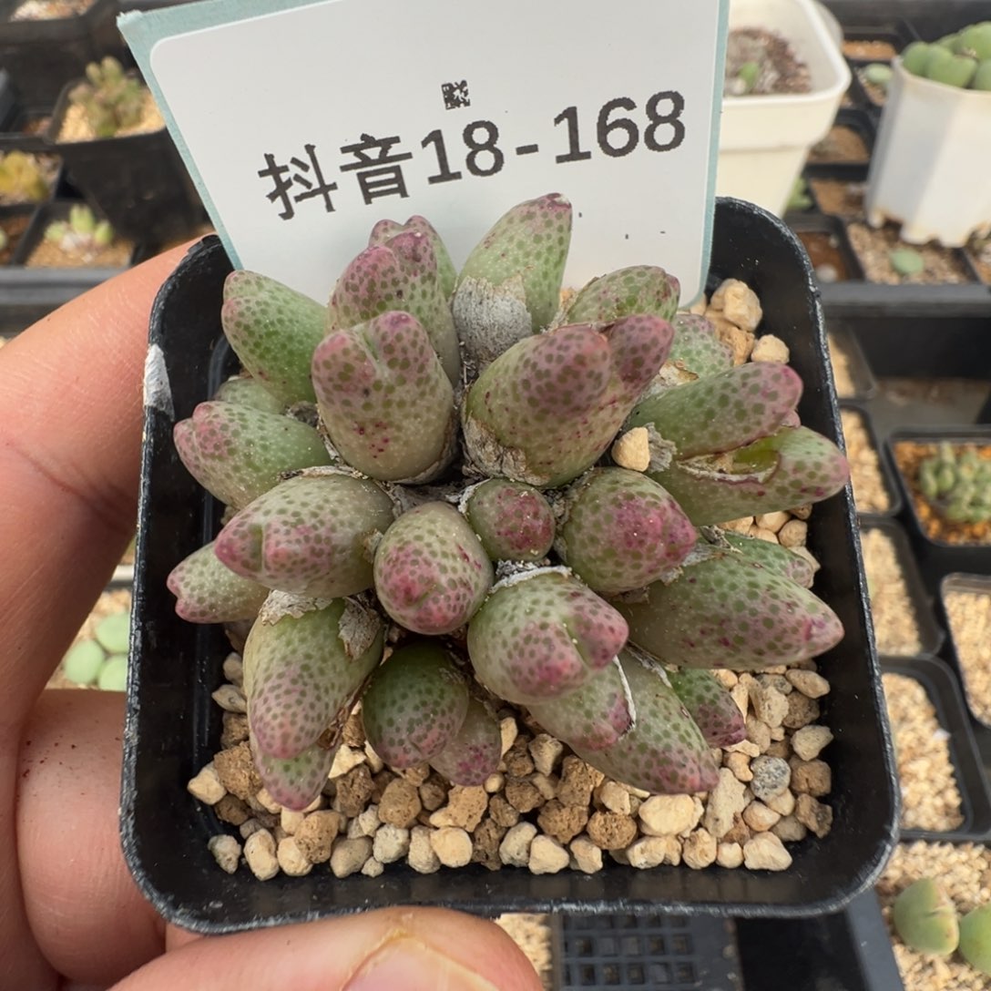****❧18-168肉锥多肉植物，