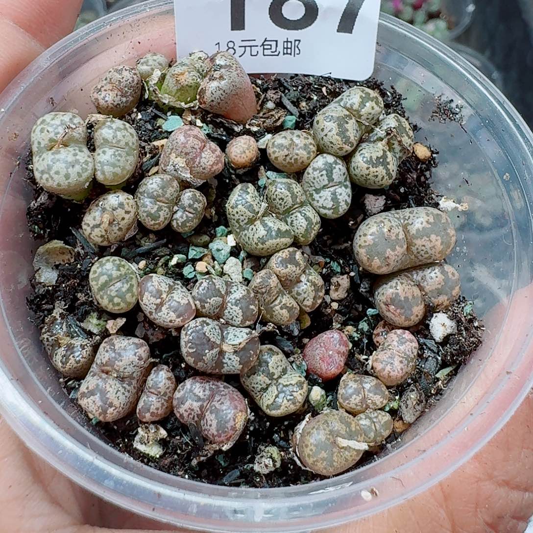 187多肉植物多肉植物