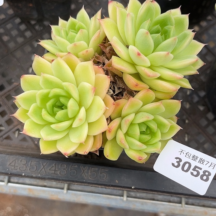 阿雅园艺。       3058麦秆