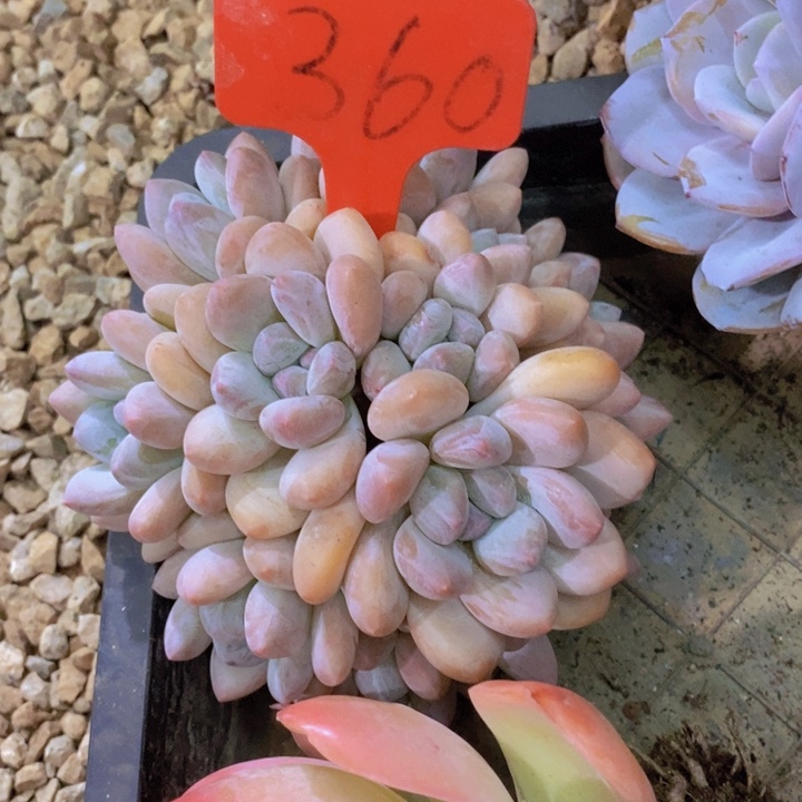 思***乡这些是什么时候能出来