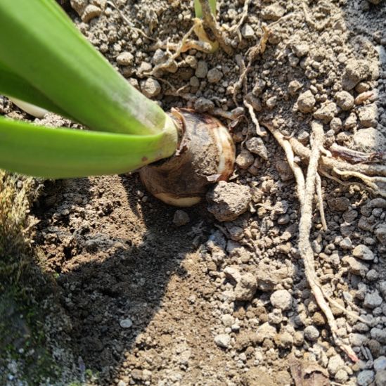 伯****完全开放安吉拉4+