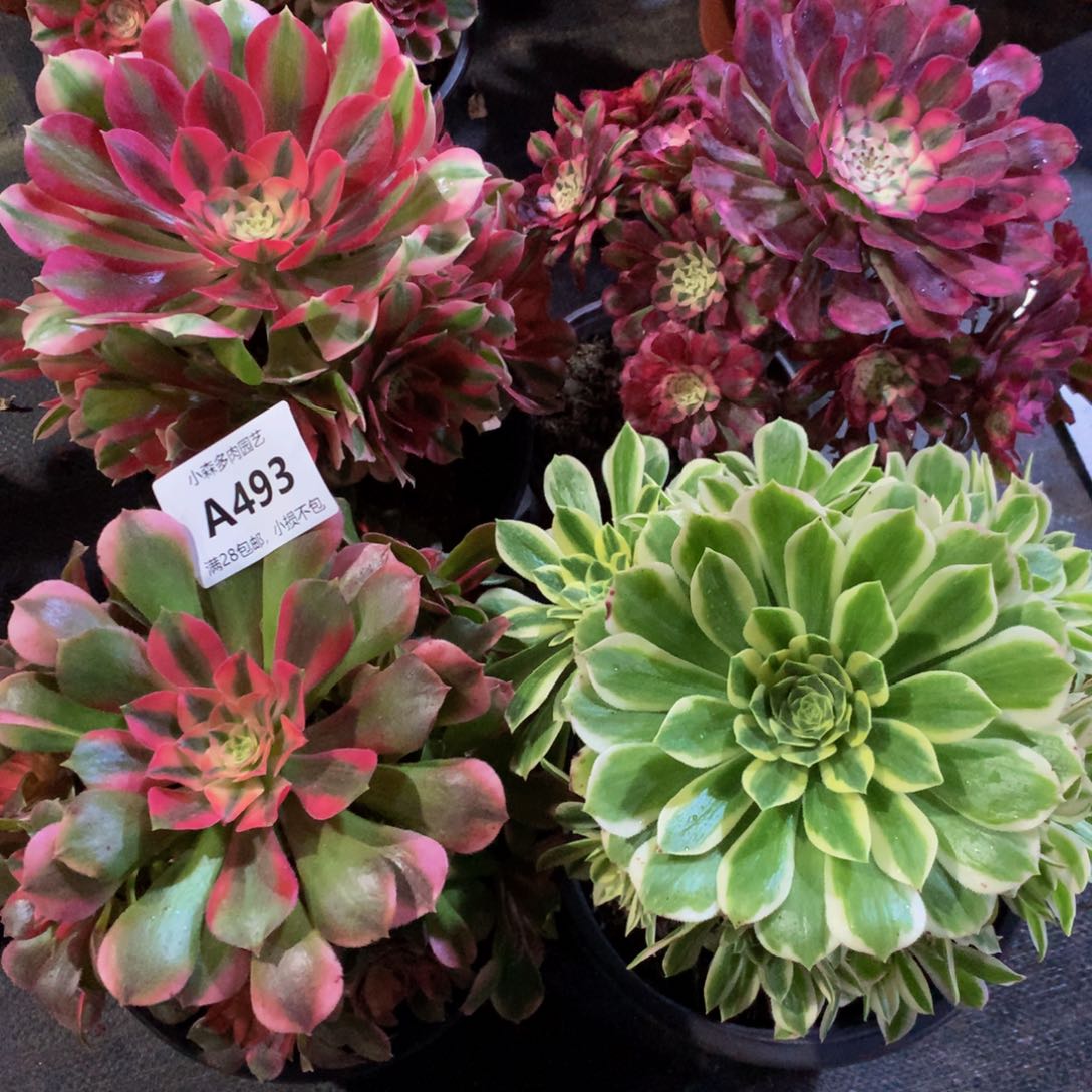 493迈巴赫香妃女巫红彤88888