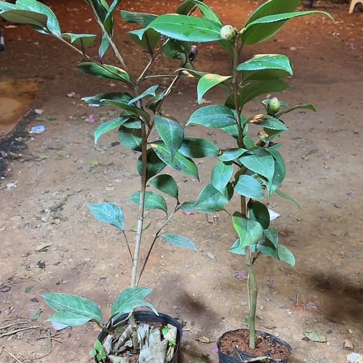 以实际为准青紫组合