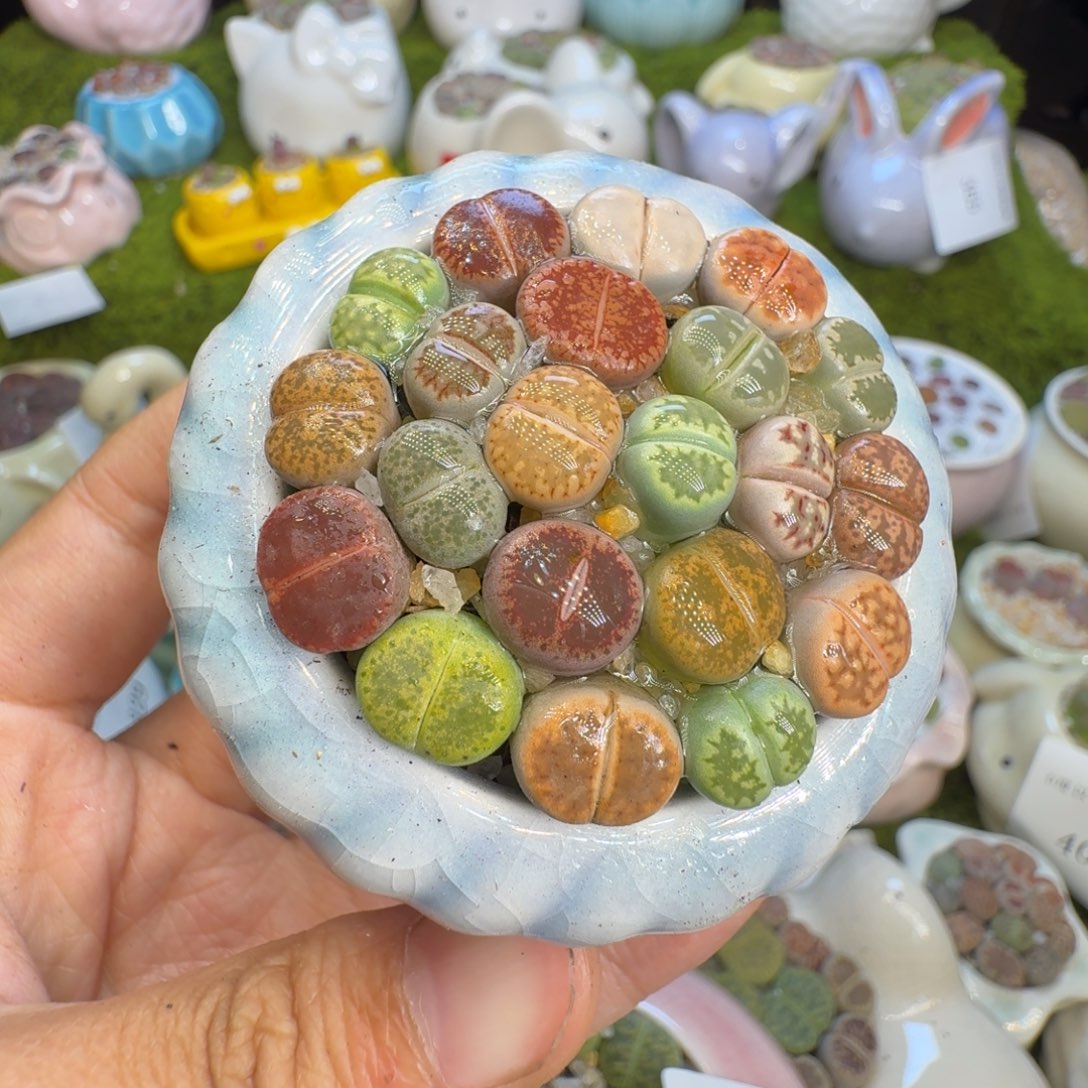 多肉植物福利冲415