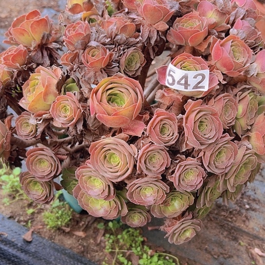 G***g多肉植物一个荷兰玫瑰