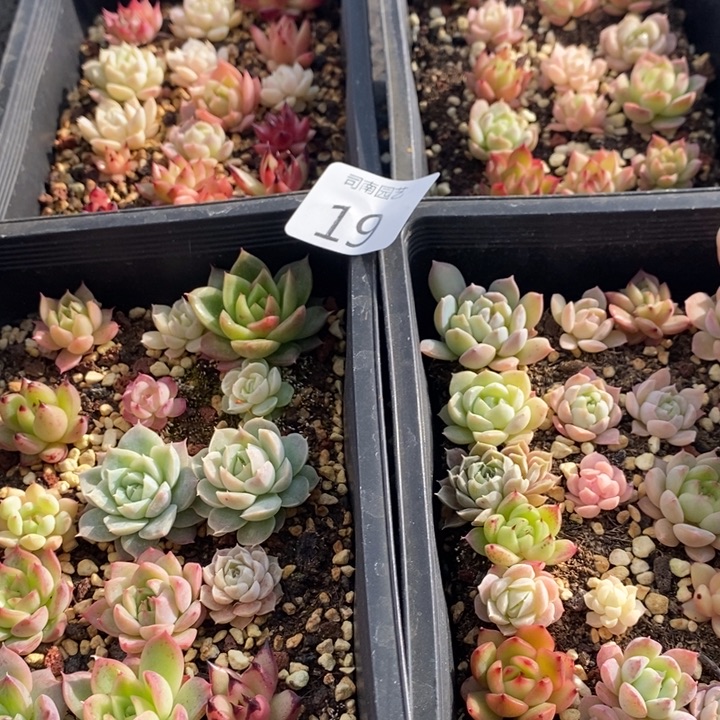 19 多肉植物盆栽花卉