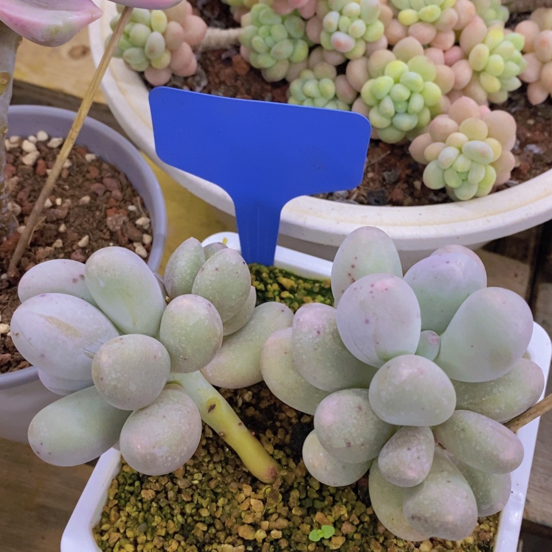 开心多肉，最后一场