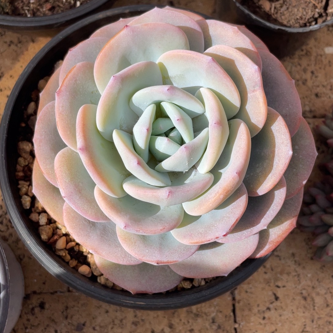 奶茶 圆润可爱。            