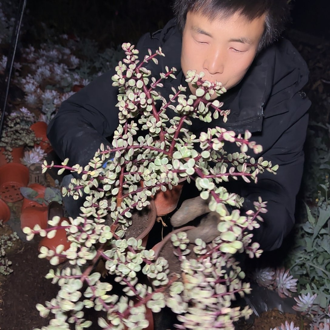 盆栽金枝玉叶多肉3棵