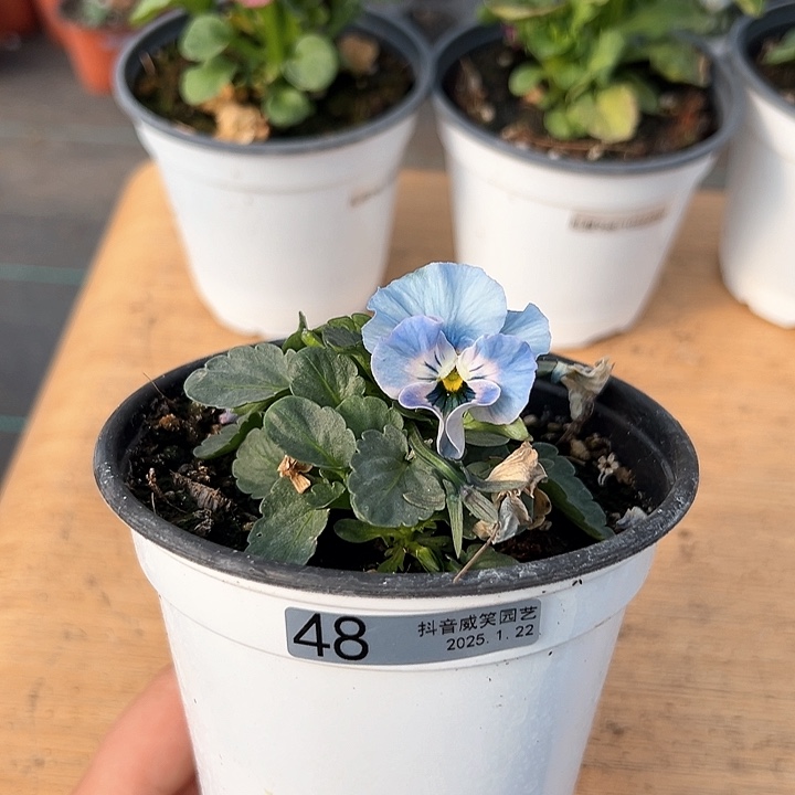 红陶抖音直播闪拍48