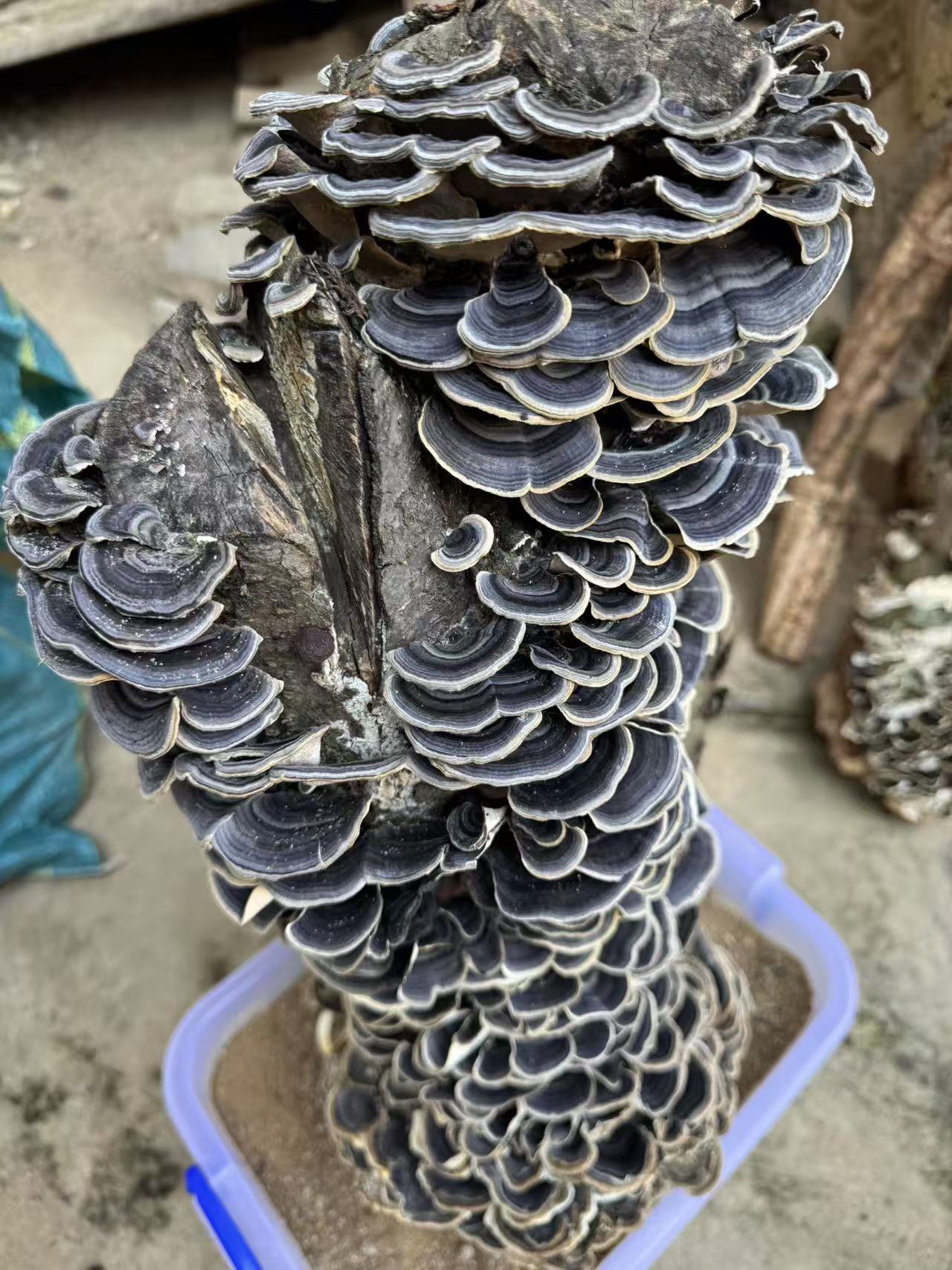 边境临山紫 云芝 