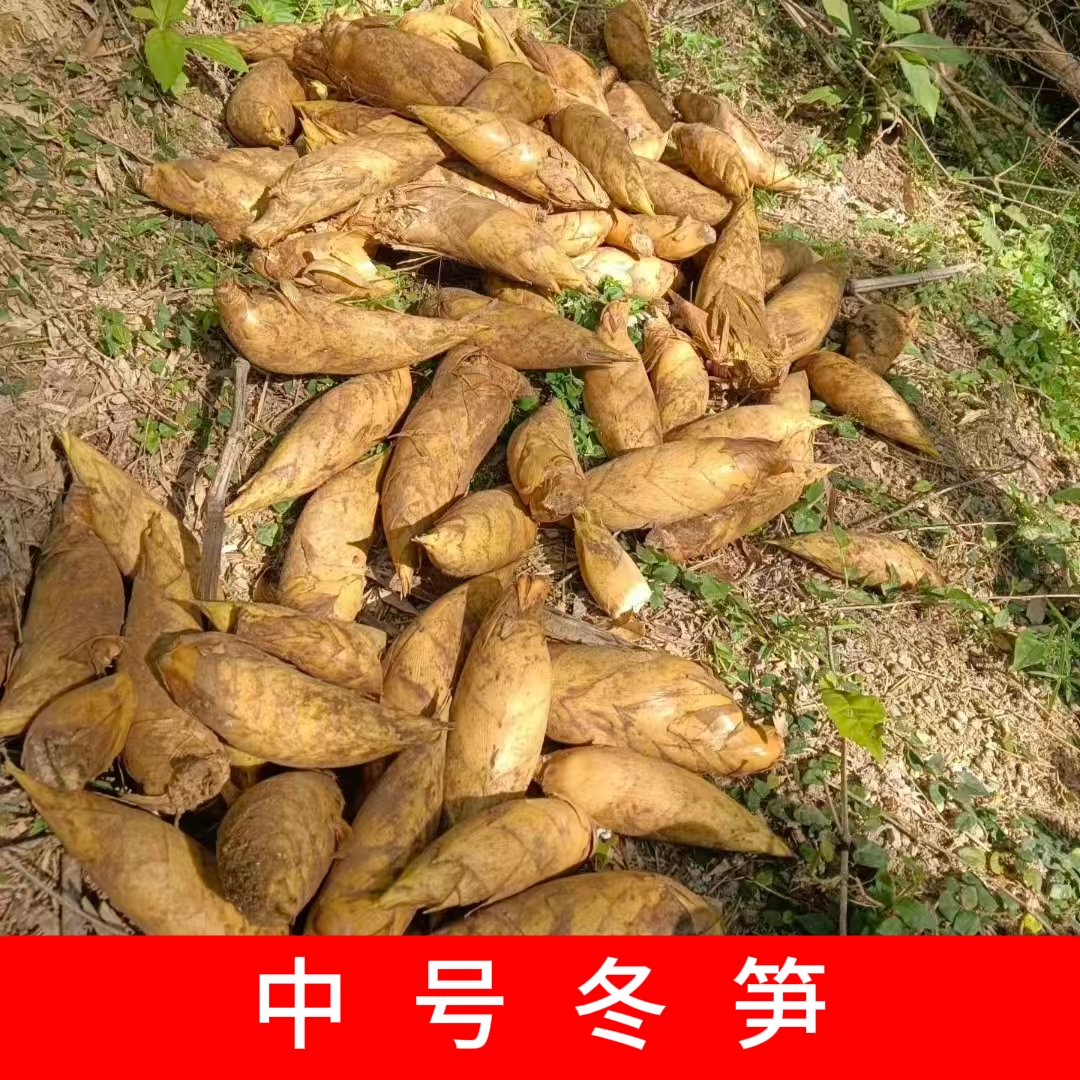 韶关始兴北山【中号冬笋】冬笋3-5两  