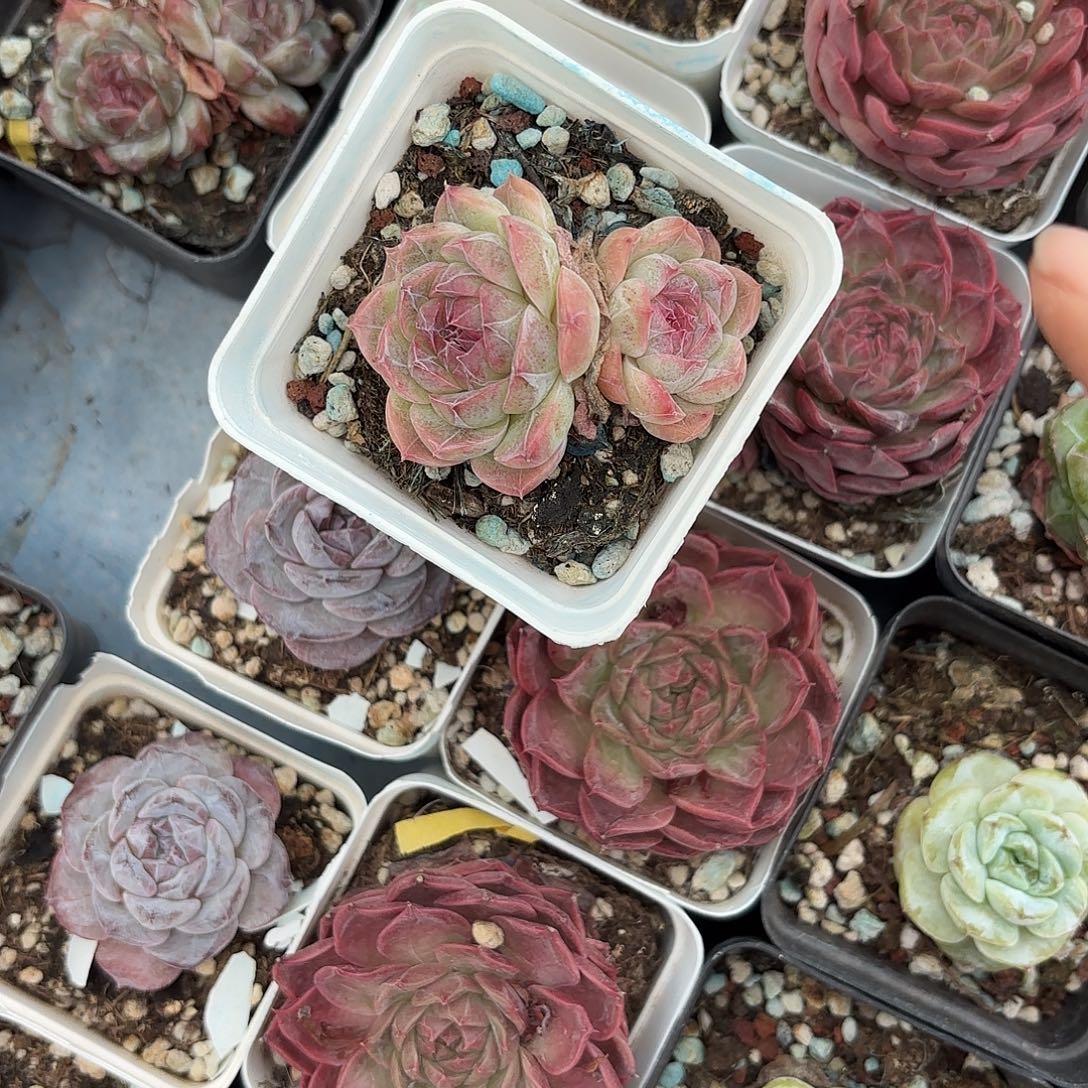 多肉植物啦啦啦啦啦