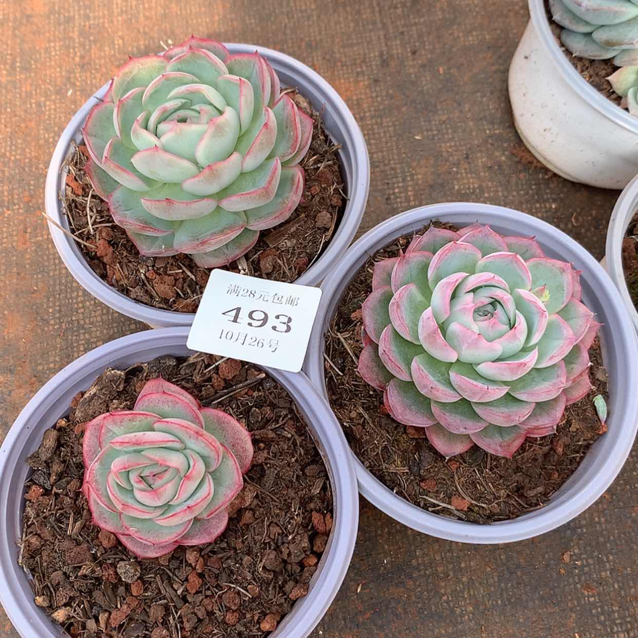 【闪购商品】云493号