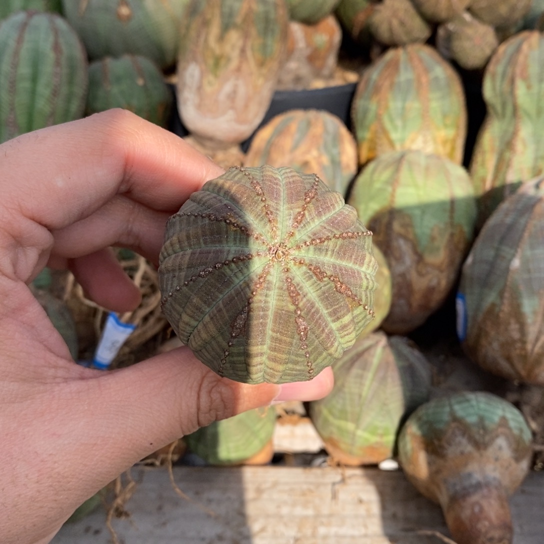 10 欧系实生布纹球多肉植物