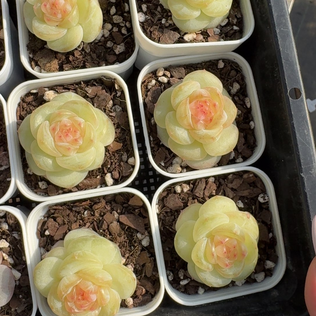 1212-043-玉簪一颗量拍