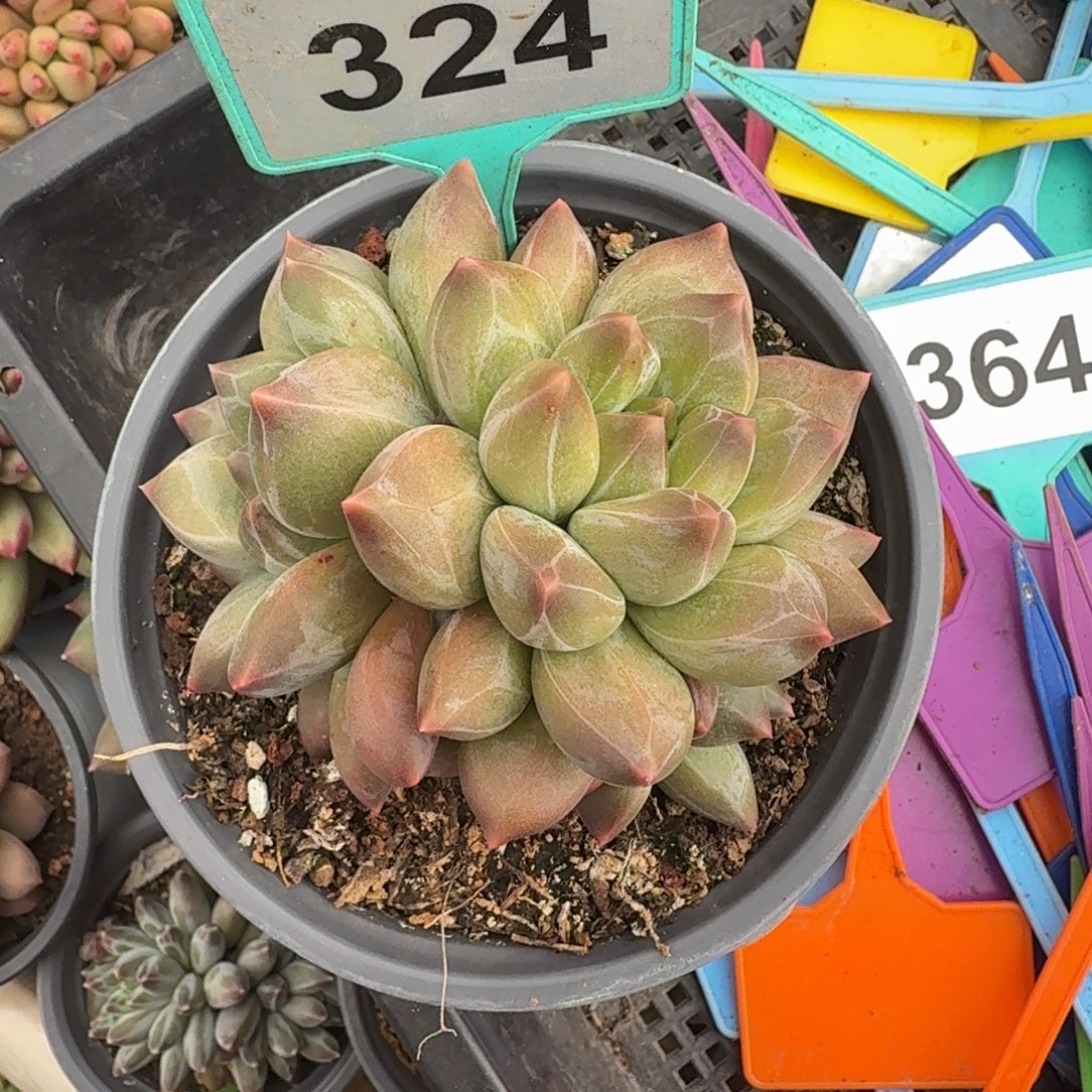 多肉植物彩胖体重楼324