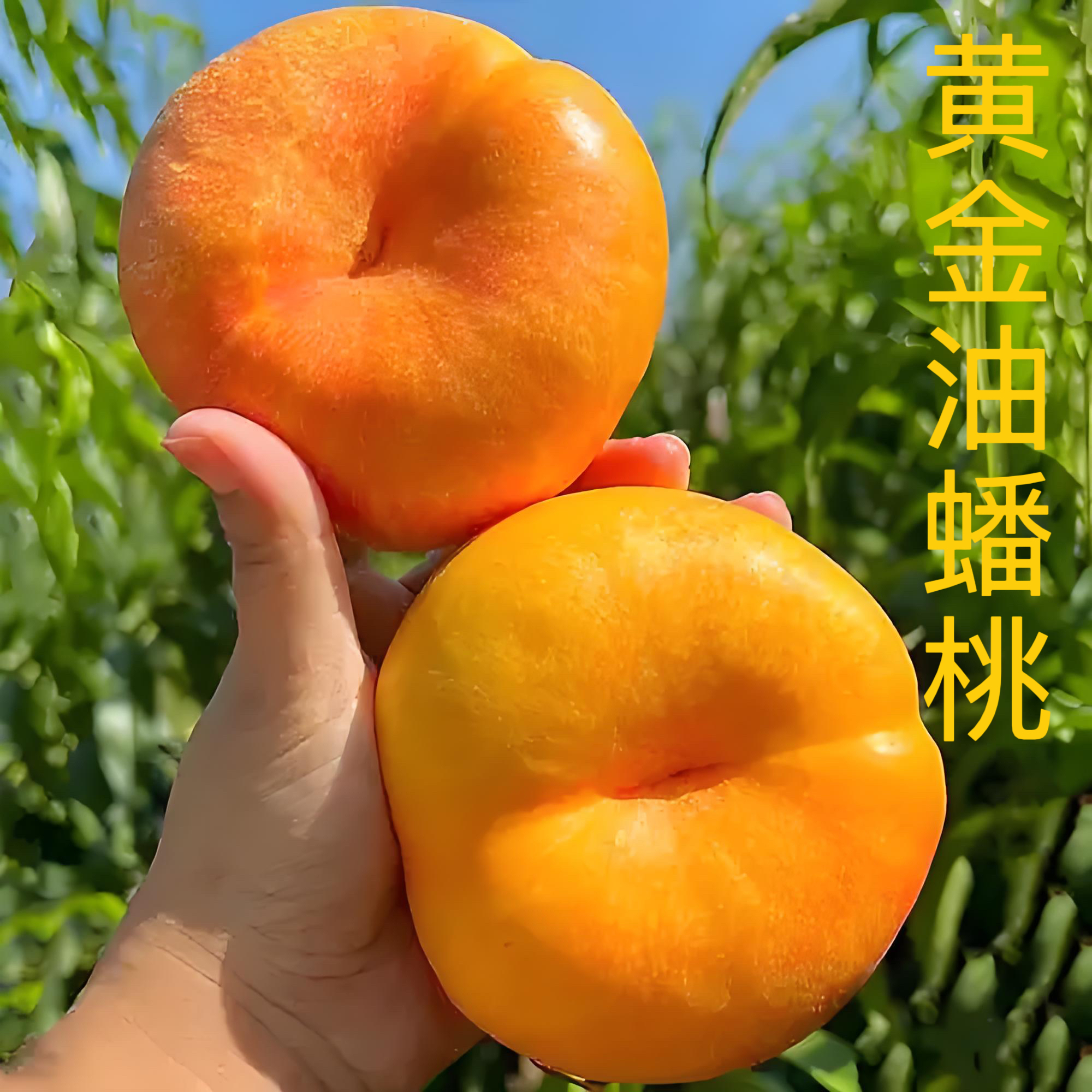 现摘现发黄金油蟠桃新鲜彩虹油蟠桃新鲜应季甜嫩多汁皮薄整箱桃子