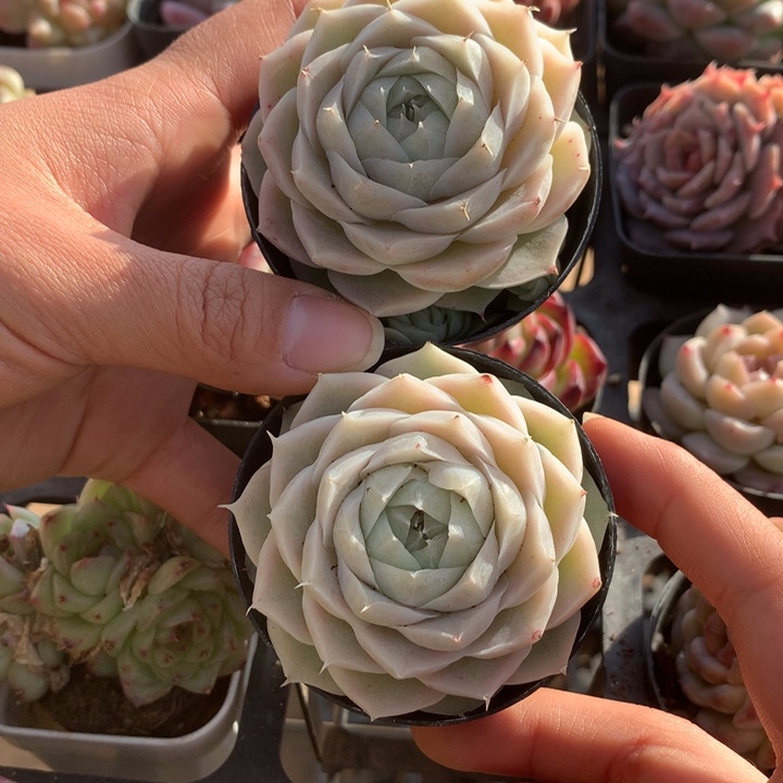 精控白体麦秆多肉