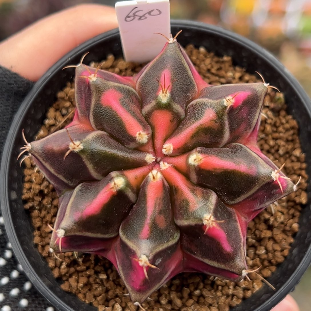 泰系实生米哈锦680