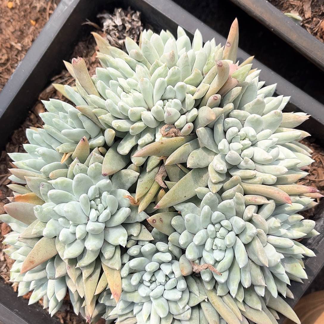 白姆大缀化成16公分老桩