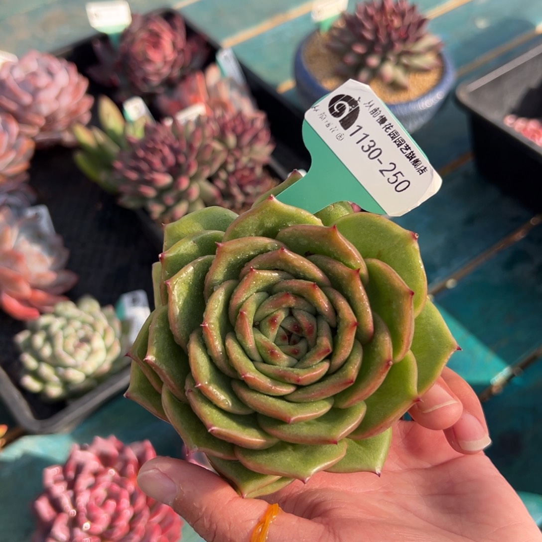 从前慢花园多肉编号1130-250