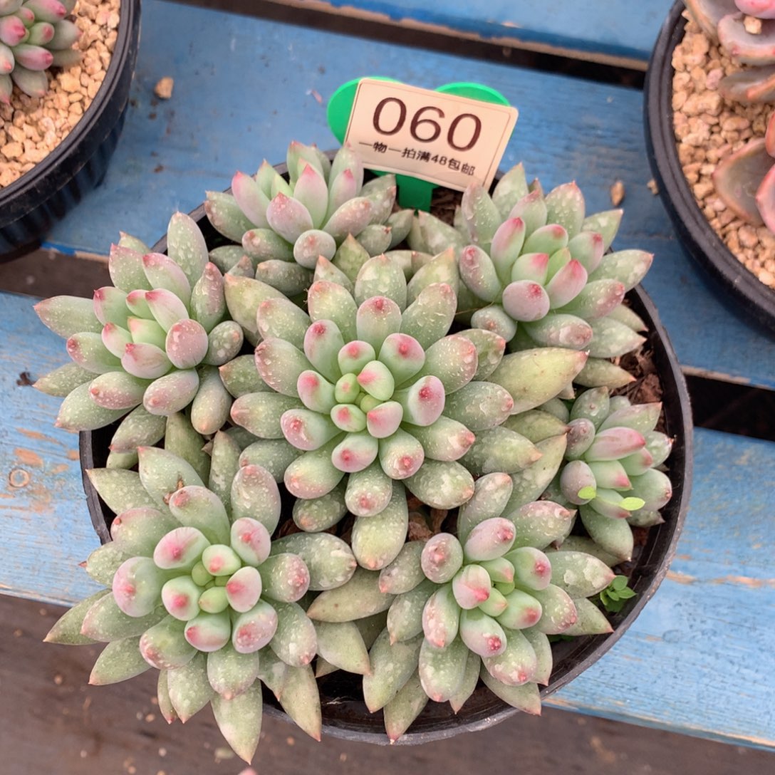 王***姐黄体岩字无砍平头捧花060