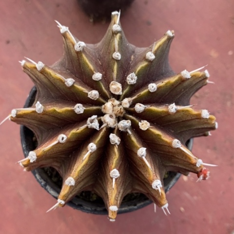 大肋骨牡丹7仙人球