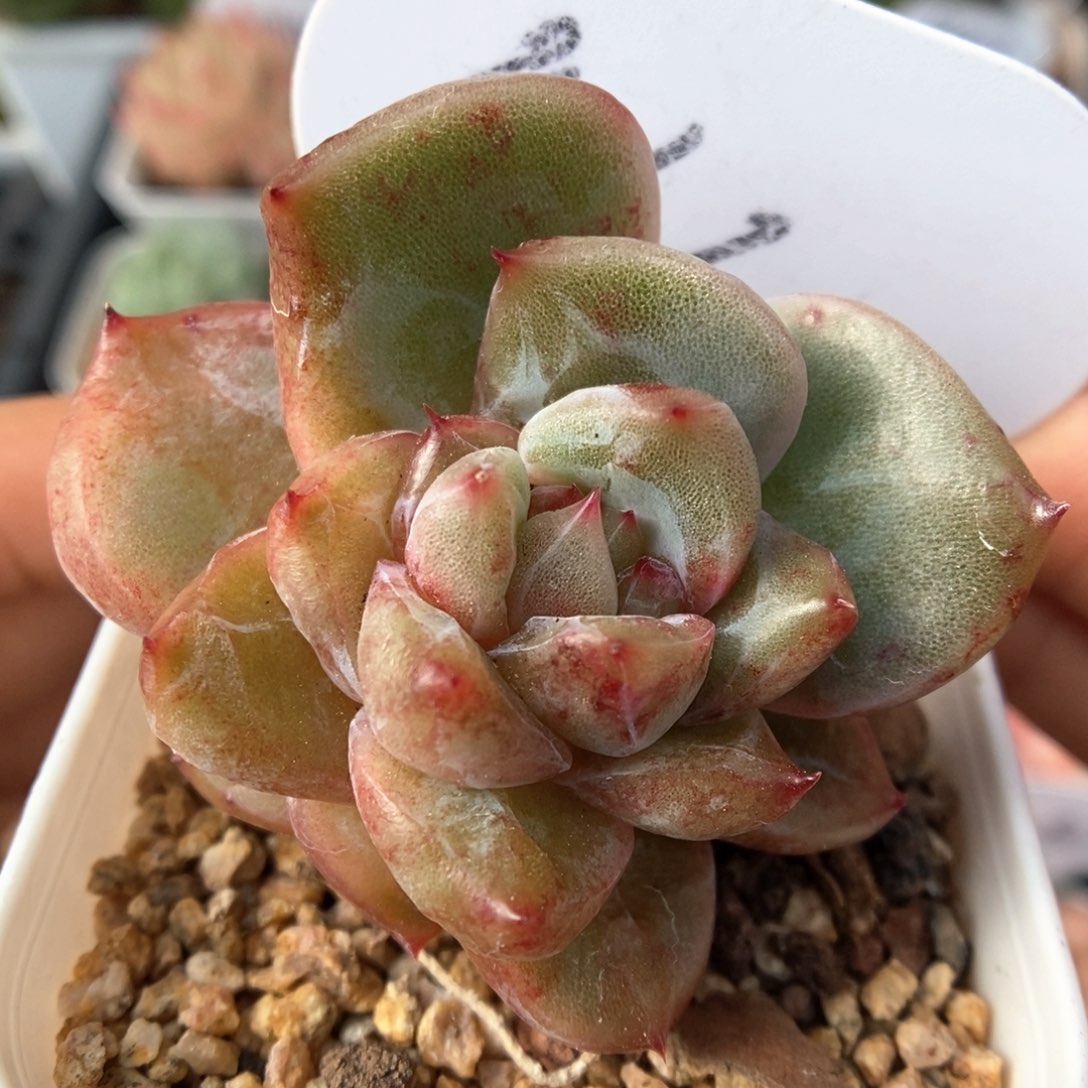 红色恋人石化可拍464号