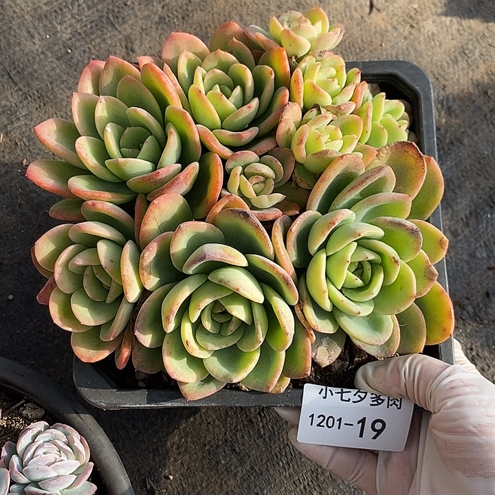 小七夕多肉柠檬茶可能有砍19