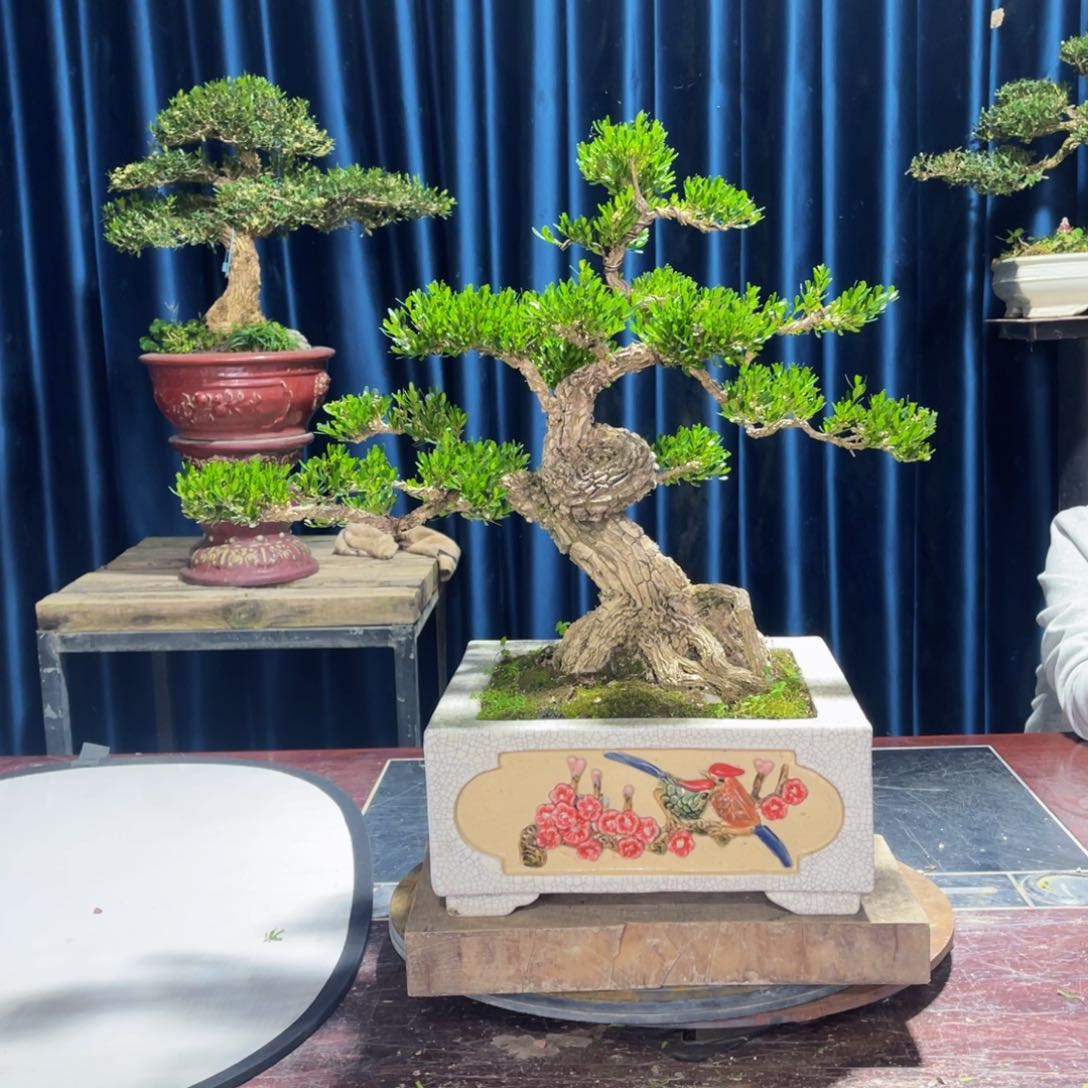 四季常青老桩黄杨盆景